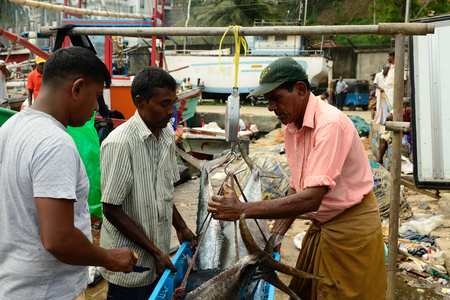 TANGALLE, SRI LANKA - 26 FEBRUARY 2015: For seller of fresh fishes straight from the fishing in a fishing port in Tangalleのeditorial素材