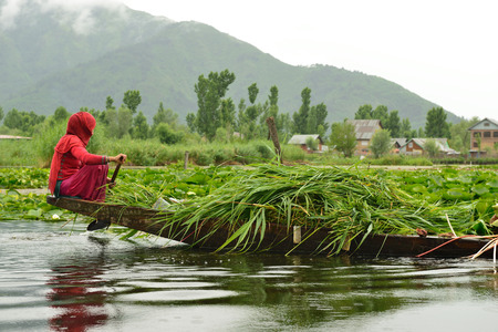 SRINAGAR, JAMMU AND KASHMIR, INDIA - 21 JUNE 2017: Woman transporting grass by the traditional boat on the lake Dal in Indiaのeditorial素材
