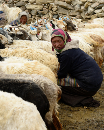 TIBET, CHANGTANG, LADAKH, INDIA - 06 JULY 2017: Stone homestead indian Changpa to farm animals, goats from which they are collect pashmina wool. Women fleece goats from the Changpa tribeのeditorial素材