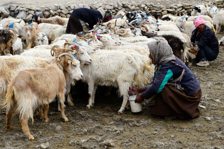 TIBET, CHANGTANG, LADAKH, INDIA - 06 JULY 2017: Stone homestead indian Changpa to farm animals, goats from which they are collect pashmina wool. Women fleece goats from the Changpa tribeのeditorial素材