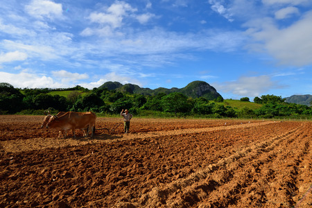 VINALES, CUBA - 29 OCTOBER 2016: Cuban Farmer with Oxen working in the fields at the cultivation of the tobacco plantのeditorial素材