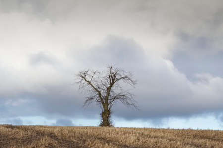 Single tree alone on farm field and sky storm clouds
