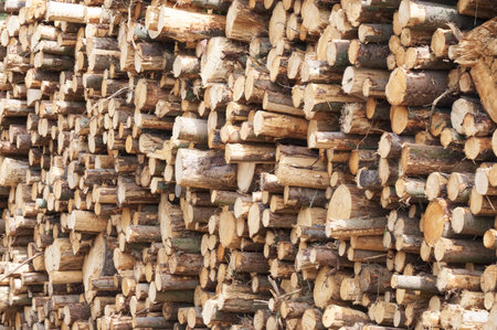 Chopped wood logs for sale use in fire place at home stored on forest woods green biomass energy