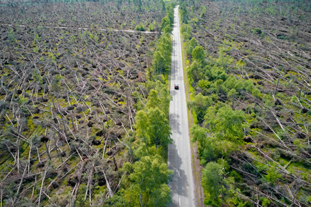 Trees felling in Scotland to produce biomass fuel