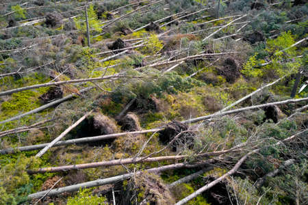 Trees felling in Scotland to produce biomass fuel