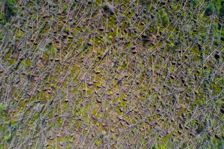 Trees felling in Scotland to produce biomass fuelの写真素材