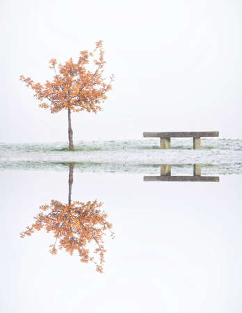 Peaceful calm lake reflection of tree and seat at Loch Lomondの写真素材