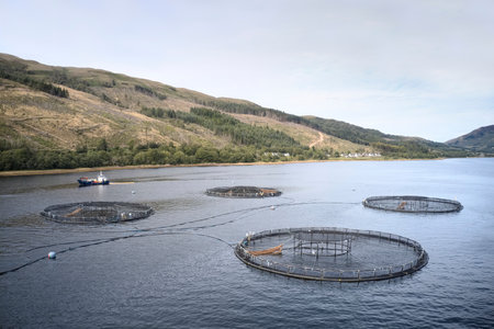 Fish farm salmon round nets in natural environment Loch Fyne Arygll and Bute Scotland