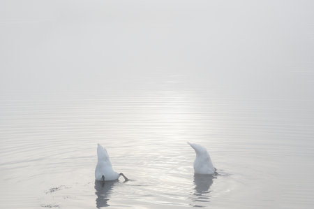 Swans feeding in lake and early morning mistの写真素材