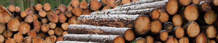Chopped wood logs for sale with snow covering during the winter