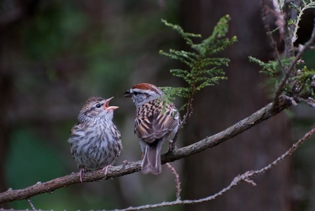 Young Chipping Sparrow Begging to be Fedの写真素材