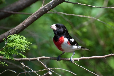 Rose Breasted Grosbeak Perched on Branchの写真素材