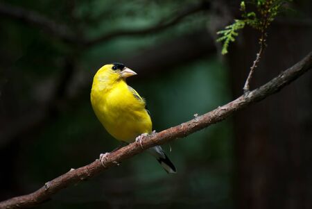 American Goldfinch Perched on a Branch
