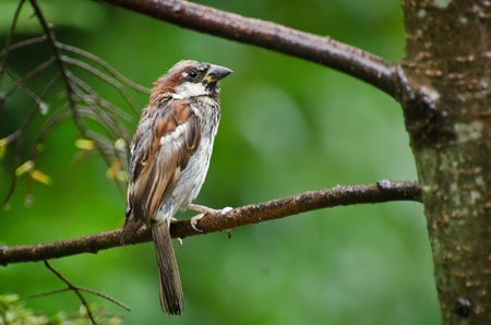 House Sparrow in the Rainの写真素材