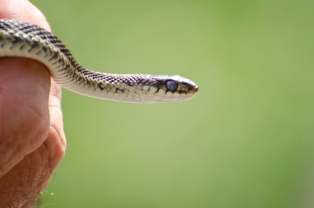 Garter Snake About to Shed Skinの写真素材