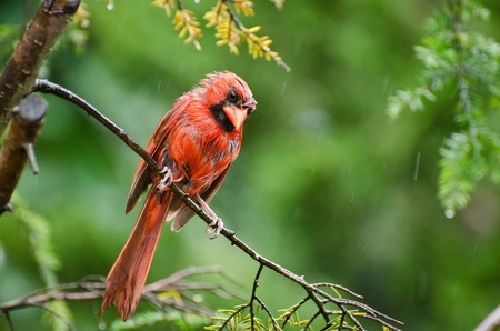 Northern Cardinal in the Rainの写真素材