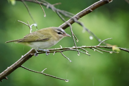 Red-Eyed Vireo in the Rainの写真素材