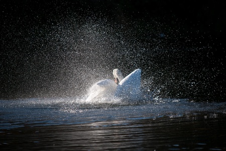 Bathing White Swanの写真素材