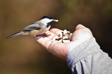Wild Bird Eating From Handの写真素材