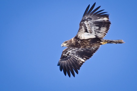 Immature Bald Eagle