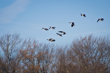 Canada Geese Coming in for Landing in Autumnの写真素材