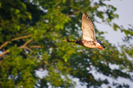 Mallard Duck in Flightの写真素材
