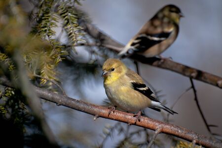 Pair of American Goldfinch Perched in a Treeの写真素材