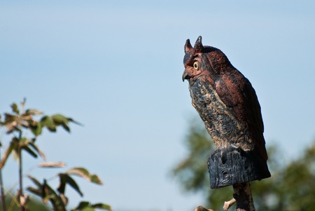 Artificial Owl Keeping Watchの写真素材