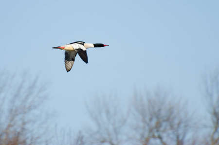 Common Merganser Flying Across a Blue Skyの写真素材