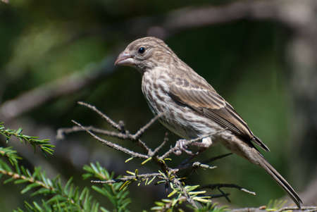 House Finch Perched in a Treeの写真素材