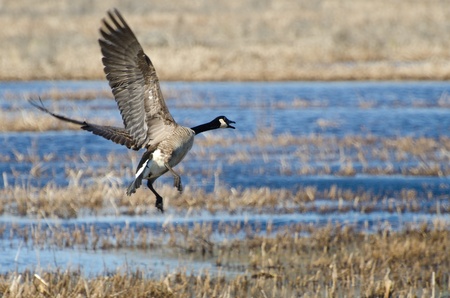 Canada Goose Taking to Flightの写真素材
