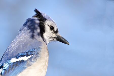 Close Profile of a Blue Jay の写真素材