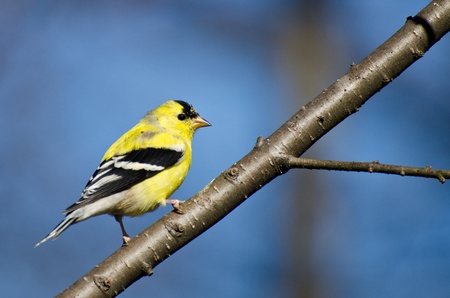 Male American Goldfinch Perched in a Treeの写真素材