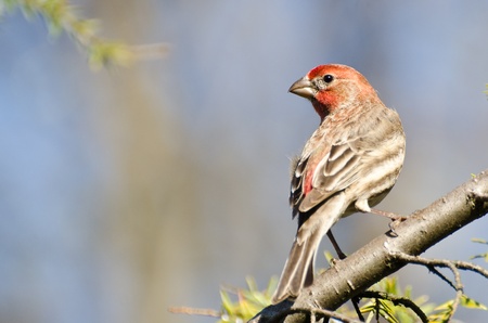 Male House Finch Perched on a Branchの写真素材