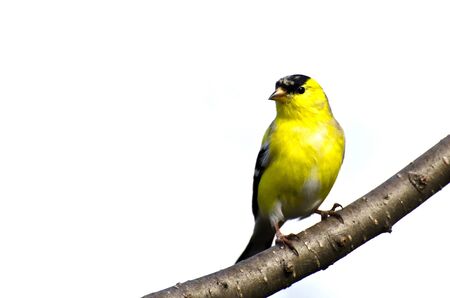 Male Goldfinch Perched on a Branchの写真素材