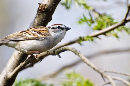 Chipping Sparrow Perched in a Treeの写真素材