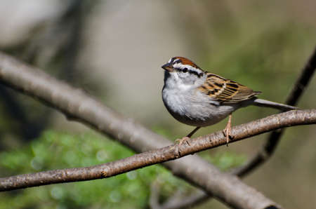 Chipping Sparrow Perched in a Treeの写真素材