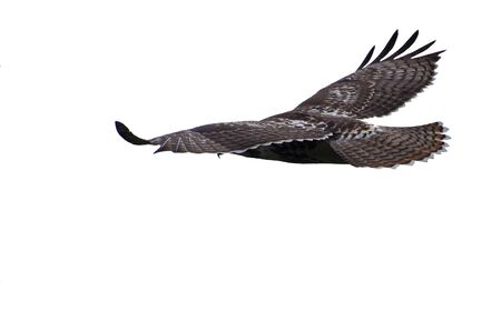 Soaring Red-Tailed Hawk Against a White Backgroundの写真素材