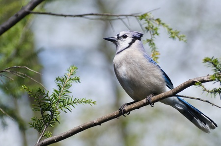 Blue Jay Perched in a Treeの写真素材