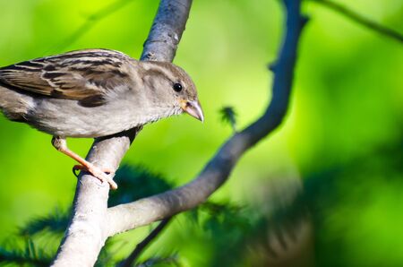 House Sparrow Perched in a Treeの写真素材