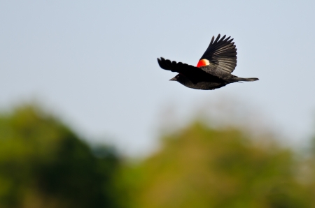 Red-Winged Blackbird in Flightの写真素材
