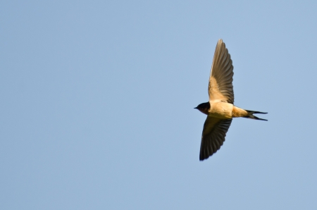 Barn Swallow in Flightの写真素材