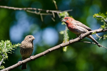 A Pair of House Finch Perched in a Treeの写真素材