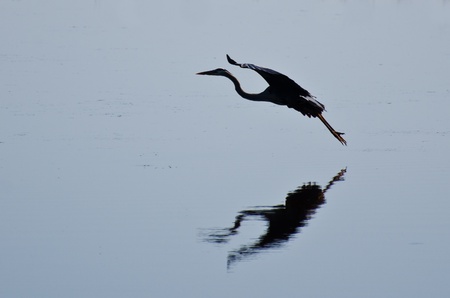 Silhouette of Great Blue Heron Landingの写真素材
