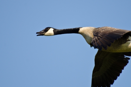 Canada Goose Flying in a Blue Skyの写真素材