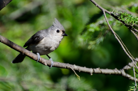 Tufted Titmouse Perched in a Treeの写真素材