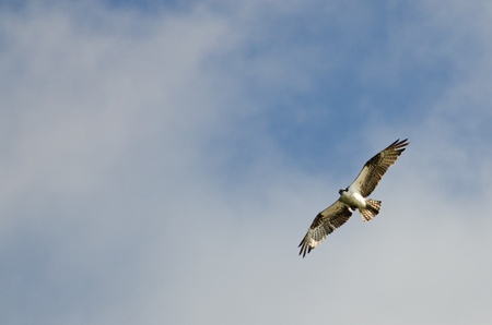 Osprey in Flight in a Cloudy Skyの写真素材