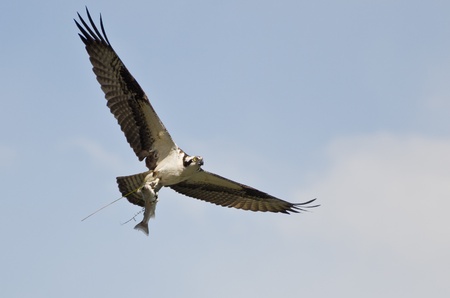 Osprey In Flight Carrying a Fishの写真素材