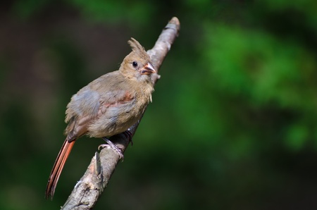 Immature Northern Cardinal Perched in a Treeの写真素材