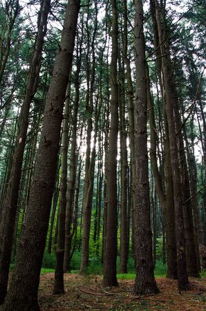 Deep in the Pine Forestの写真素材
